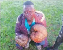  ??  ?? One of the suspected poachers, Seemylogy Chigoora with the two recovered pangolins