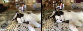  ??  ?? If you want Portrait Mode shots of your pets, you’ll have to pay more for an iPhone with dual rear cameras