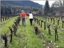  ?? GILLIAN FLACCUS — THE ASSOCIATED PRESS ?? In this photo, Bill and Barbara Steele walk through their vineyard outside Jacksonvil­le, Ore. The Steeles moved to this corner of southweste­rn Oregon more than a decade ago to produce their own wines and are now turning their attention to small-scale...