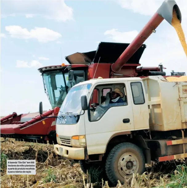  ??  ?? A fazenda “Dia-Dia” tem 900 hectares de milho plantados e parte do produto recolhido é para o fabrico de ração