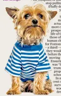  ??  ?? Barking mad: the nation’s dog obsession grows ever stronger