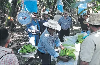  ??  ?? COSECHA. Directivos de Las Guanchías se aseguran de que la fruta sea de calidad.