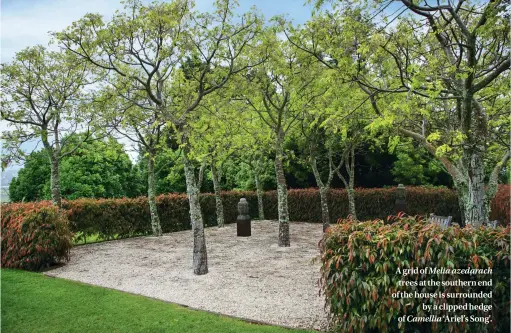  ??  ?? A grid of Melia azedarach trees at the southern end of the house is surrounded by a clipped hedge of Camellia ‘Ariel’s Song'.