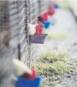  ?? Teresa.canino@gfrmedia.com ?? En el gallerín de Carlos “Junito” Aponte (abajo), hay cerca de 300 aves. A la extrema derecha, Luis Daniel Reyes, quien lleva toda la vida trabajando con gallos y no está seguro de qué hará una vez la actividad sea prohibida a finales de esta semana.