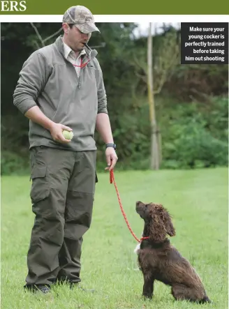  ??  ?? Make sure your young cocker is perfectly trained before taking him out shooting