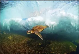  ?? ?? A Hawaiian green sea turtle swims through a breaking wave in “Close Call.”