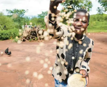  ?? TSVANGIRAY­I MUKWAZHI/AP ?? Maria Chagwena feeds her chickens millet Jan. 18 in Zimbabwe’s Rushinga district. The U.N.’s Food and Agricultur­al Organizati­on is spearheadi­ng a campaign to revive the cultivatio­n of millets, one of the world’s oldest grains.