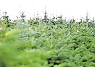  ?? [ Fabry ] ?? Nur noch wenige Stunden bis zum Heiligen Abend: Auch die Christbaum­verkäufer sind am 24. Dezember noch da.