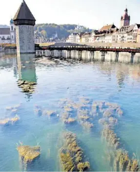  ??  ?? Wegen des sonnigen Wetters konnten die Pflanzen stark wachsen. GWA Video: Einen Blick in die Unterwasse­rwelt der Reuss gibt es auf 20min.ch