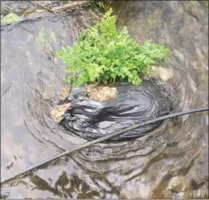  ??  ?? The dead sheep found in a black bag dumped in the river.