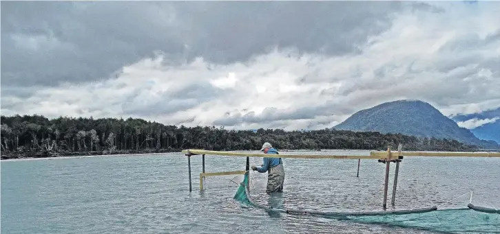  ?? PHOTOS: MARK PRICE ?? ‘‘Quite a fight’’ . . . Whitebaite­r James Mitchell is one of those who believes making the Haast River a ‘‘whitebait refuge’’ would not go smoothly.