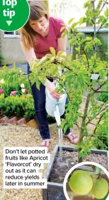  ?? ?? Don’t let potted fruits like Apricot ‘Flavorcot’ dry out as it can reduce yields later in summer