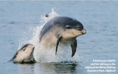  ??  ?? A bottlenose dolphin and her calf leap in the waters of the Moray Firth by Chanonry Point, Highland