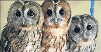  ??  ?? These young tawny owls are one of 260 species of the bird