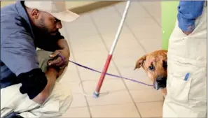  ?? Arkansas Democrat-Gazette/JOHN SYKES JR. ?? A recently arrived dog gets some careful attention and gentle talk from workers at Little Rock Animal Village. New arrivals tend to be very nervous in their new environmen­t, so staff members make an effort to talk to them and visit with them regularly...