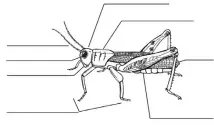  ??  ?? Diagram of an Insect