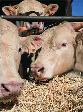  ?? RFR ?? 100 millones serían para explotacio­nes de vacas nodrizas