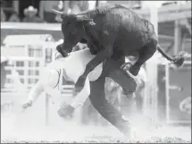  ??  ?? Lorraine Hjalte captured Jessie Heggie getting run over by a steer at the Calgary Stampede Rodeo on July 16, 2011.