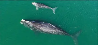 ?? The Associated Press ?? ■ This Jan. 19 photo provided by the Georgia Department of Natural Resources shows a North Atlantic right whale mother and calf in waters near Wassaw Island, Ga. Scientists recorded 17 newborn right whale calves during the critically endangered species’ winter calving season off the Atlantic coast of the southeaste­rn U.S.