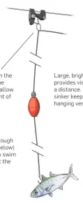  ??  ?? Ceramic ring on the line snaps to the release clip to allow easy adjustment of bait height. Bait bridled through the back (see below) remains free to swim and struggle at the surface. Large, bright float provides visibility at a distance. An egg sinker keeps the leader hanging vertically.