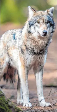  ?? FOTO: DPA ?? Vorsichtig und durchaus neugierig: Der Wolf war Thema im baden-württember­gischen Landtag.