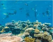  ?? DREAMTIME DIVE & SNORKEL ?? Snorkelers explore the Great Barrier Reef during an excursion in Australia.