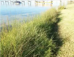  ??  ?? Armored shorelines typically lead to a reduction of buffer vegetation that is critical for intercepti­ng and filtering out runoff pollution before it enters the water and limiting erosion. (File photo by MSU Extension Service)