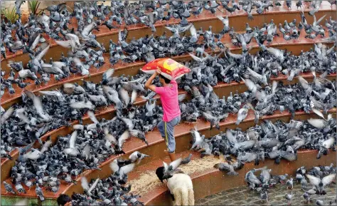  ??  ?? A man carries a bag containing pigeon feed as he walks amidst a flock of pigeons at a promenade in Mumbai on Tuesday. REUTERS