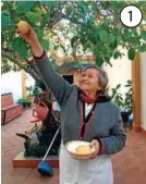  ??  ?? Consuelo Franco recoge limones en el patio para utilizarlo­s en sus dulces de Cuaresma.