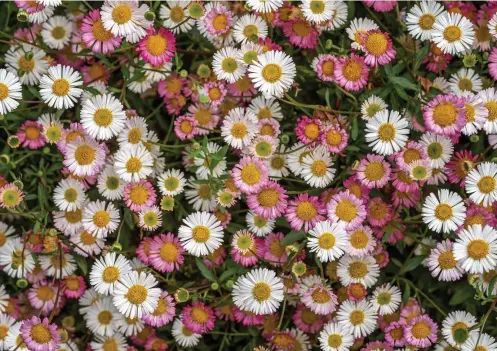  ?? ?? The white flowers of the seaside daisy – Erigeron karvinskia­nus – turn pink when pollinated and the mosaic of white and pink flowers is stunning.