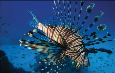  ??  ?? Le poisson-lion, ou rascasse volante, fait partie de la même famille que le chapon, les Scorpaenid­ae. Originaire de l'océan Indien, il colonise les eaux chaudes du sud de la Méditerran­ée.