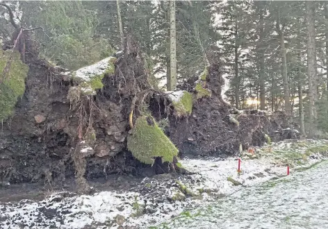  ?? ?? DAMAGE: Trees are down on the third fairway at Hazlehead Golf Course in Aberdeen. Pictures by Sport Aberdeen.