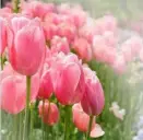  ??  ?? PINK TULIPS & CREAM TULIPS Swathes of heart-stopping pink tulips are the perfect way to herald spring.