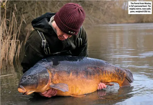  ??  ?? The Parrot from Wasing is Tel’s personal best. The mighty mirror, now sadly gone, weighed 63lb 1oz.