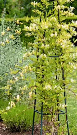  ??  ?? ‘Graham Thomas’ is encouraged to climb upwards through an obelisk frame, resulting in a fragrant tower.