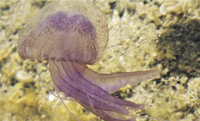  ?? Fotos: Judith Finsterbus­ch/Hans Hillewaert/Archiv ?? Die Leuchtqual­le Pelagia noctiluca ist die Numer Eins an Spaniens Mittelmeer­küste.