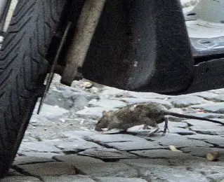  ??  ?? Centro storico Gli avvistamen­ti di topi nelle strade del centro storico si sono moltiplica­ti negli ultimi mesi