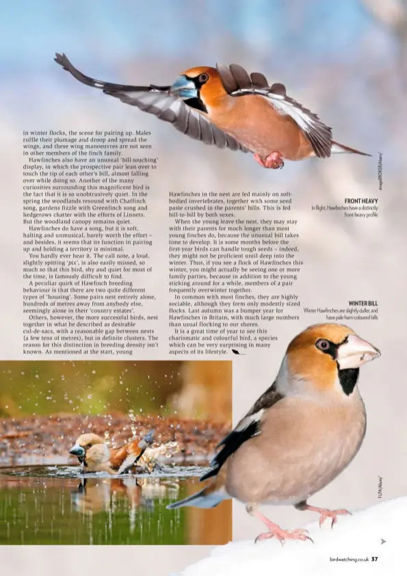  ??  ?? FRONT HEAVY In flight, Hawfinches have a distinctly front-heavy profile WINTER BILL Winter Hawfinches are slightly duller, and have pale horn-coloured bills