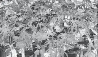  ?? CANADIAN PRESS FILE PHOTO ?? Cannabis seedlings grow at an Aurora Cannabis facility in Montreal in November. Aurora Cannabis Inc. has struck a friendly deal valued at $1.1 billion to buy CanniMed Therapeuti­cs Inc.