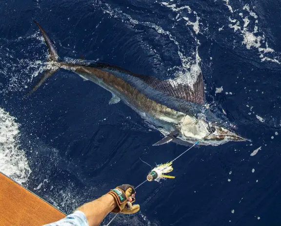  ??  ?? Two leading experts on spearfish research are
Dr. Freddy Arocha (opposite, top) and Dr. Julian Pepperell (opposite, bottom). Both have spent many years studying this elusive species. A shortbill spearfish, ready for release (above). This one fell for a jet fished from the long outrigger.