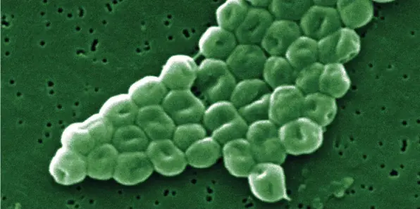  ?? CREDIT: BSIP / GETTY IMAGES ?? Bacterial species in Antarctica can split hydrogen for energy. Some belong to the Acinetobac­ter family shown here.