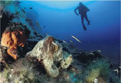  ?? Foto: Carlos Suárez, Oceana ?? Ein Exemplar des Kraken im Naturpark Cabrera.