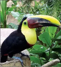  ?? TNS/STEVE HAGGERTY ?? Keel-billed toucans, bright-colored and slow-flying, are easy to spot in dense rain forests like those in the Pacuare River gorge.