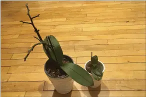  ?? BETH HARPAZ VIA AP ?? Two small inexpensiv­e orchids awaiting rebloom are pictured on March 4in an apartment in the Brooklyn borough of New York. These plants were in flower last year.