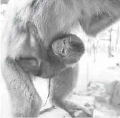  ??  ?? This photo shows a baby monkey in Oita, western Japan. — AFP photo