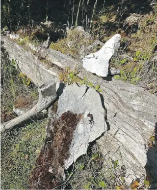  ?? Larry Pynn/ POSTM EDIA NEWS ?? Whale bones dating back 900 to 1,000 years litter the ancient aboriginal whaling site of Echachist, a 15-minute boat ride from Tofino, B.C. DNA tests on the bones there have turned up evidence of species no longer found in nearby waters.
