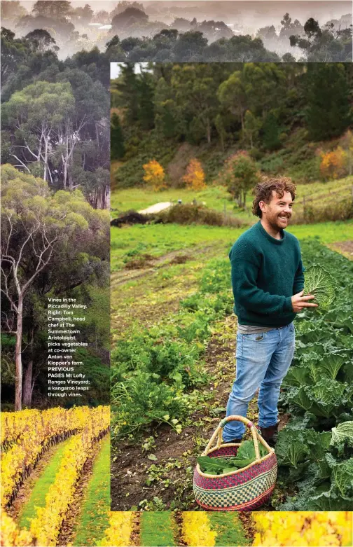  ??  ?? Vines in the Piccadilly Valley. Right: Tom Campbell, head chef at The Summertown Aristologi­st, picks vegetables at co-owner Anton van Klopper’s farm. PREVIOUS PAGES Mt Lofty Ranges Vineyard; a kangaroo leaps through vines.