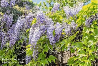  ??  ?? Reduce long growth shoots on wisteria