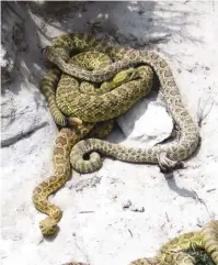  ?? ?? Top:
In warm weather, rattlesnak­es can be found everywhere in the desert.