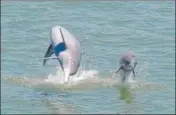  ??  ?? Darshan Khatua, a wildlife conservati­onist, is spending his afternoons dolphin-spotting from within his home in Mumbai.